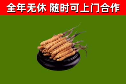 青阳回收散虫草
