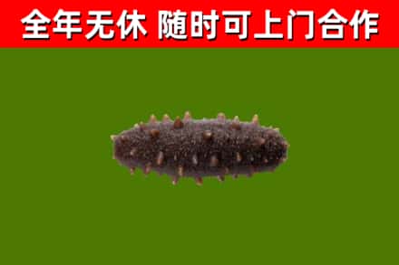青阳回收海参干